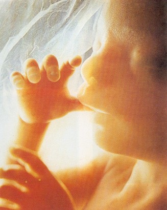 embrione di 5 mesi